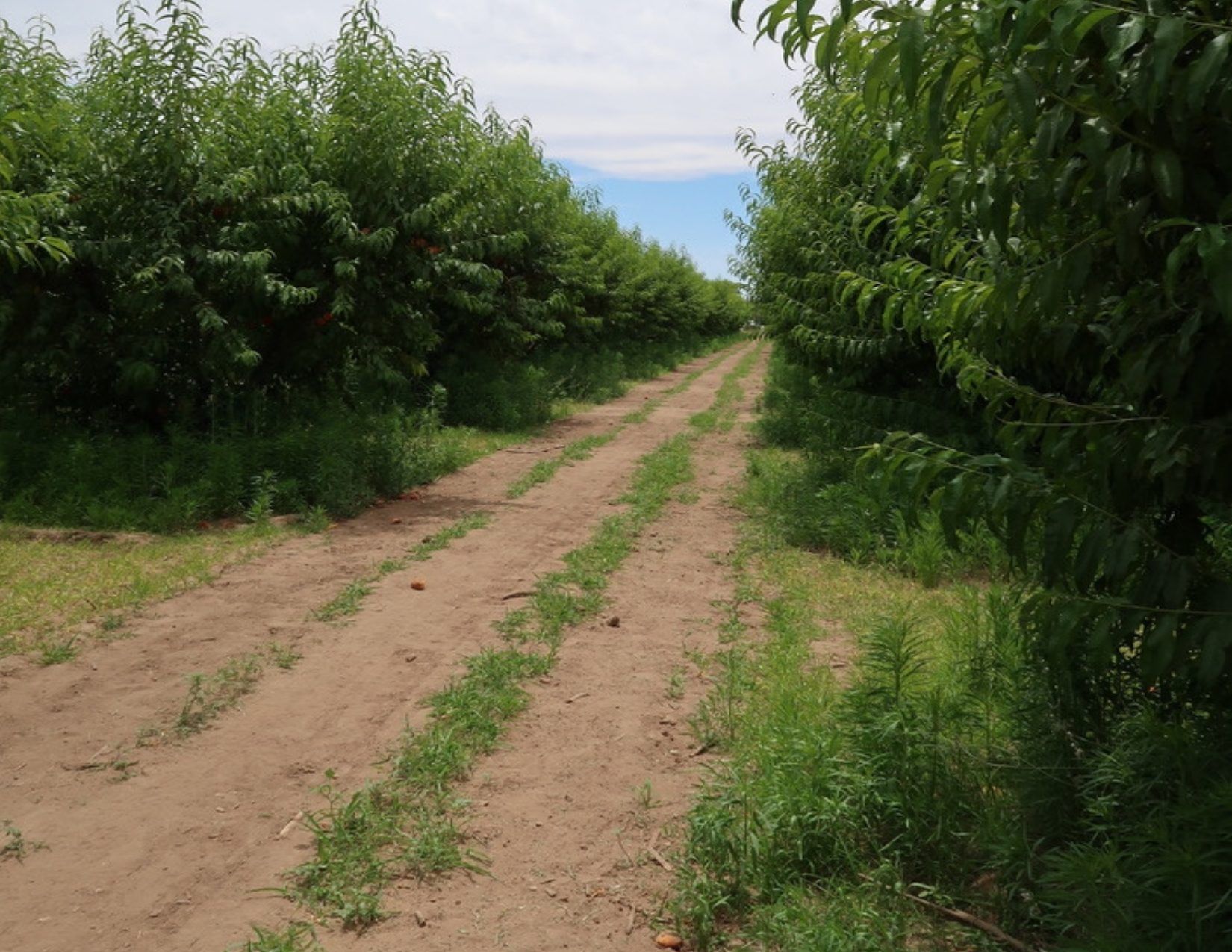 Dirt Taril and Trees at Schnepf Farm in Mesa Arizona