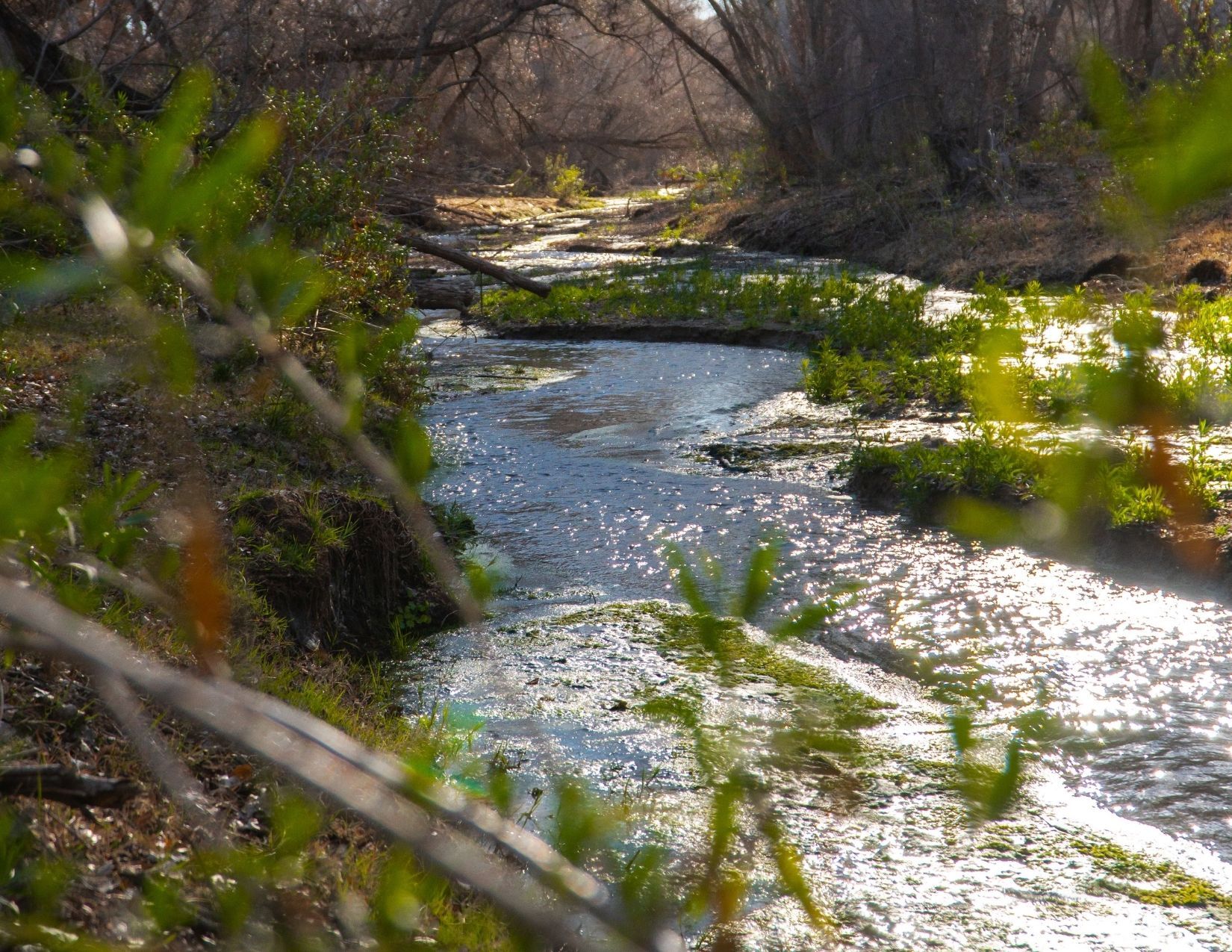 green plants flourishing around the Hassayampa River Preserve in Wickenburg, Arizona