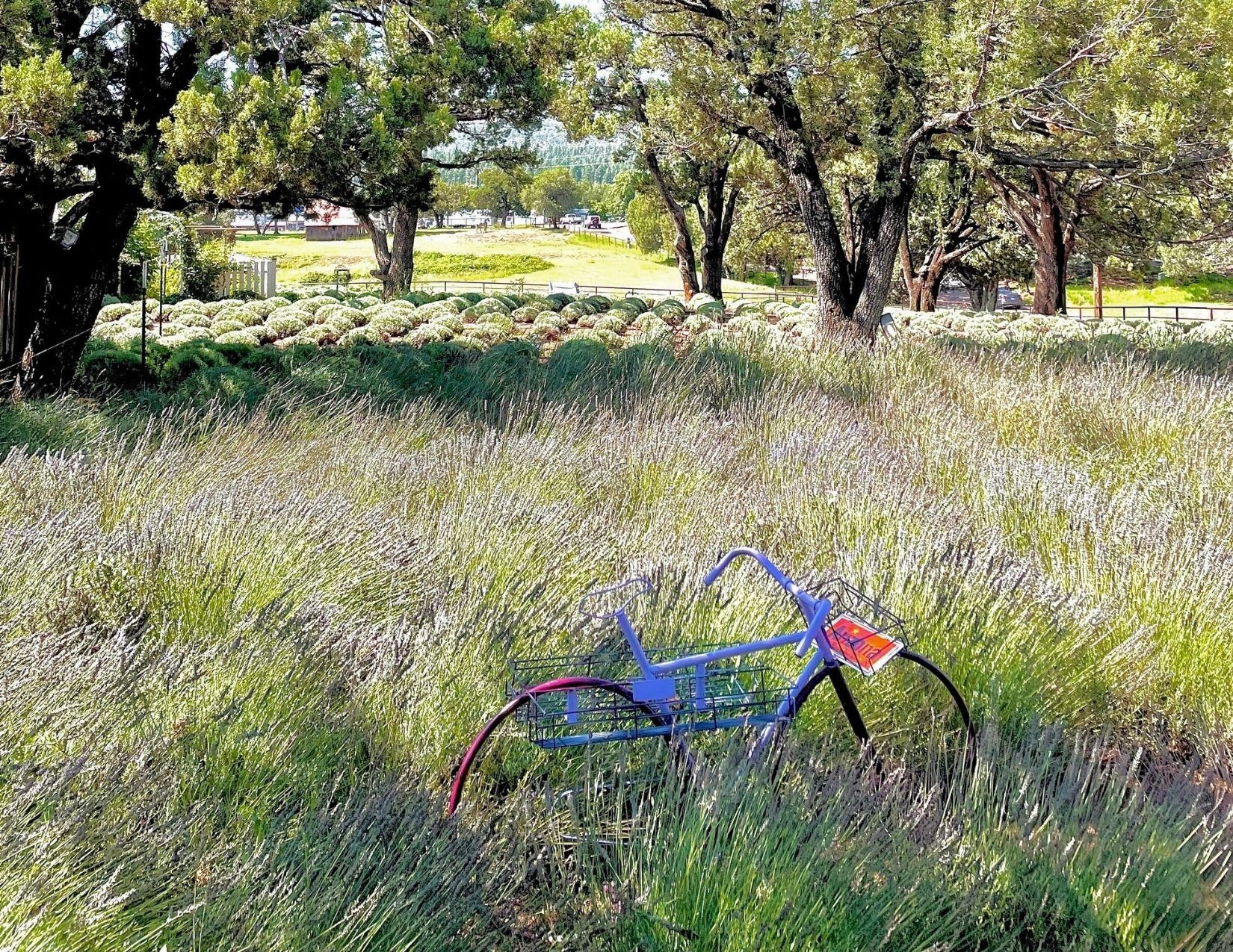 purple bike in a field of lavender in Pine, Arizona