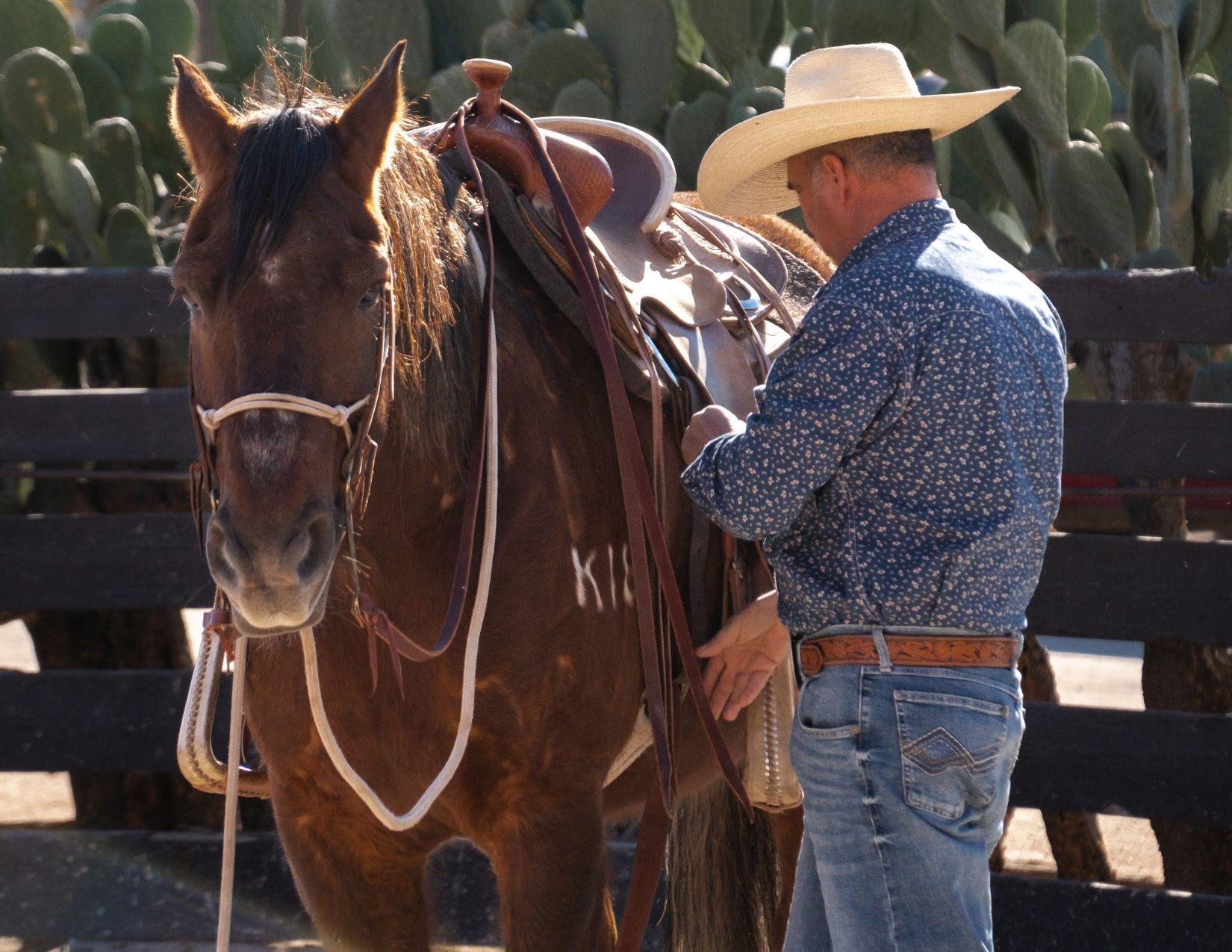 A cowboy attending to his horse at the Rancho de los Caballeros in Wickenburg, Arizona