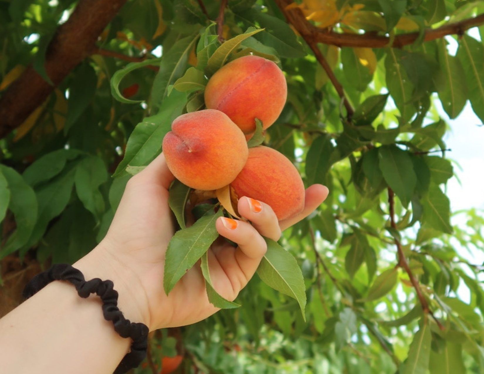 Hand Grabbing Fresh Peaches at Scnepf Farm in Mesa Arizona on the Fresh Foodie Trail