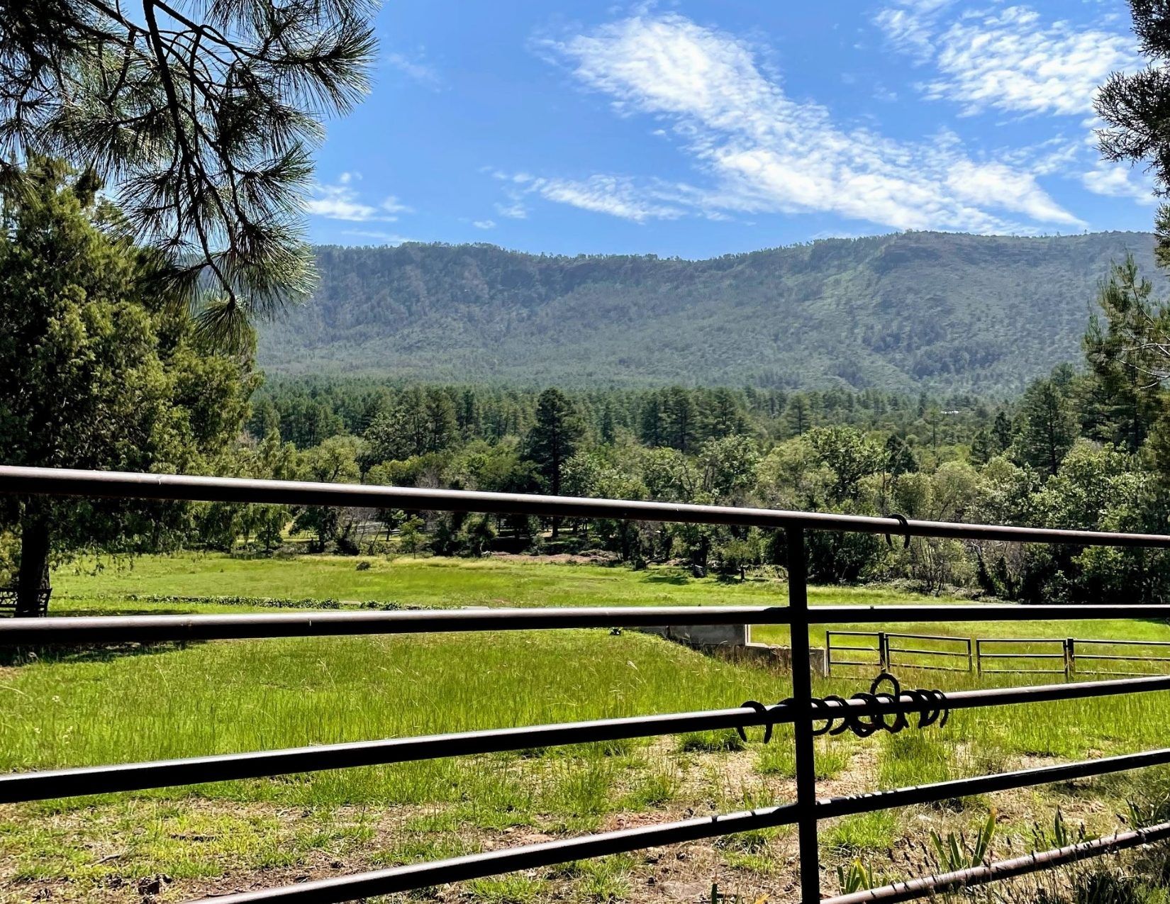 view from the lavender farm, green grass, blue skies in Payson Arizona