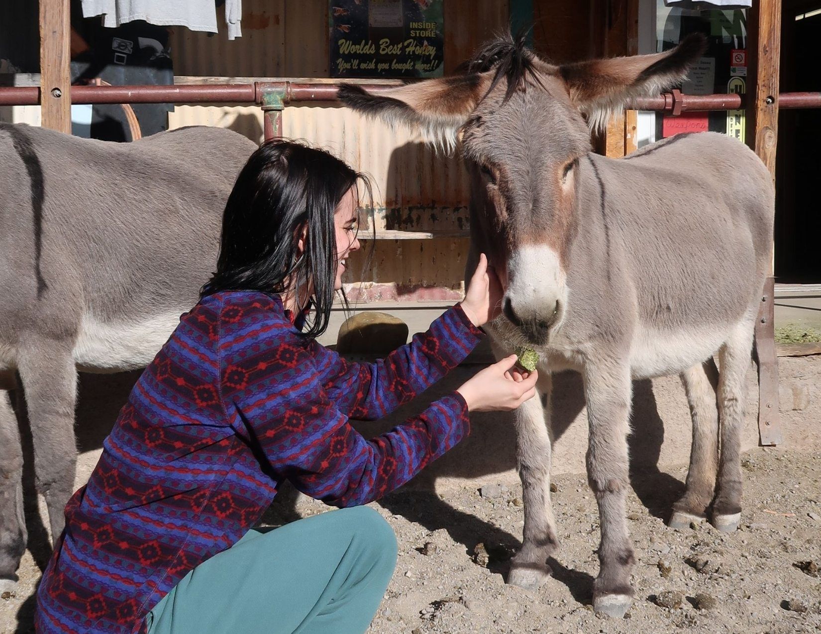 Young woman feeding pellets to wild burro in Oatman Arizona