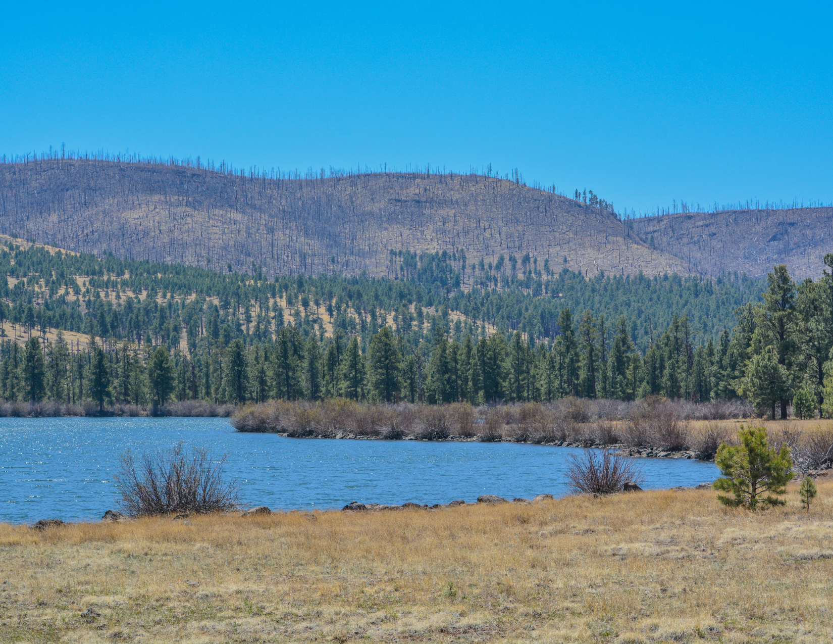 Shimmering blue water surrounded by pine trees at Lee Valley Lake in Greer Arizona