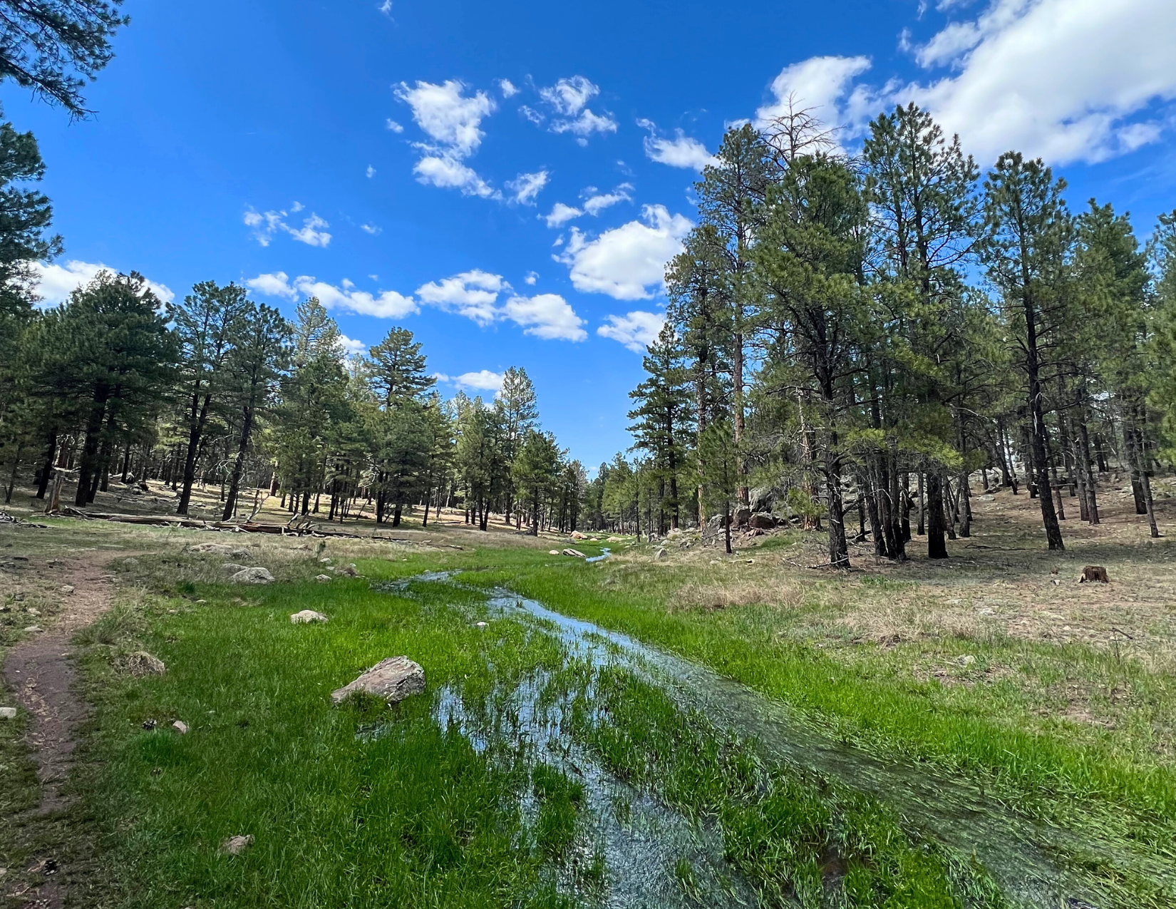 Quiet hiking trail near Flagstaff, Arizona full of luscious green grass and tall ponderosa pines, along with a little creek through the middle of the forest