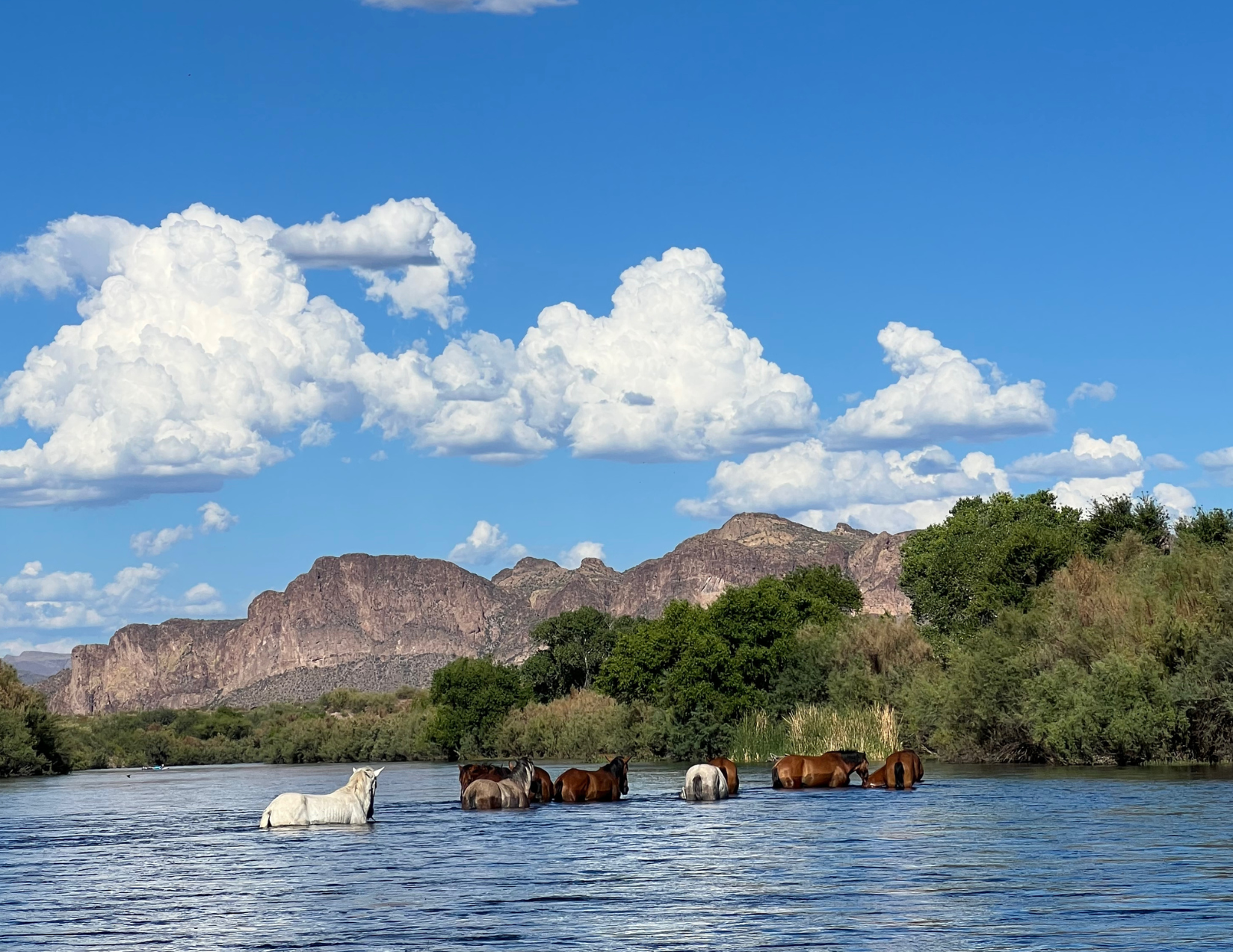 Wild horses bathing in the Salt River in Mesa, Arizona with gorgeous tan mountains and cumulus clouds in the background