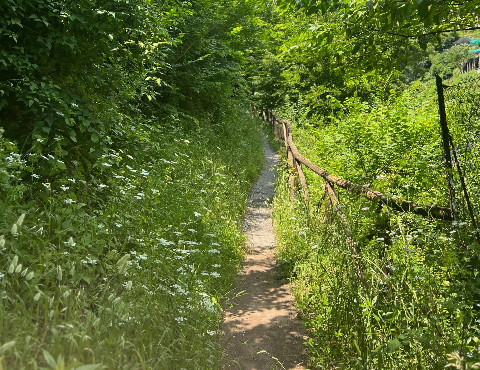 narrow dirt trail surrounded by green plants and grass in Amalfi Italy