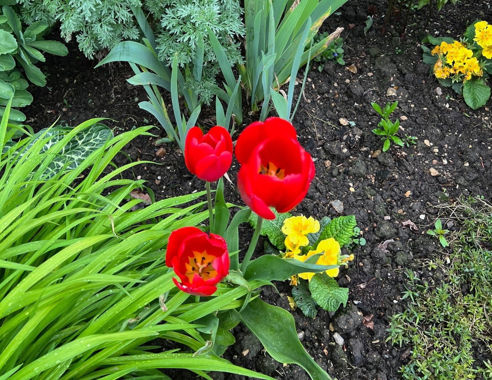 Bright red tulips at the Gardens of Versailles in Paris, France