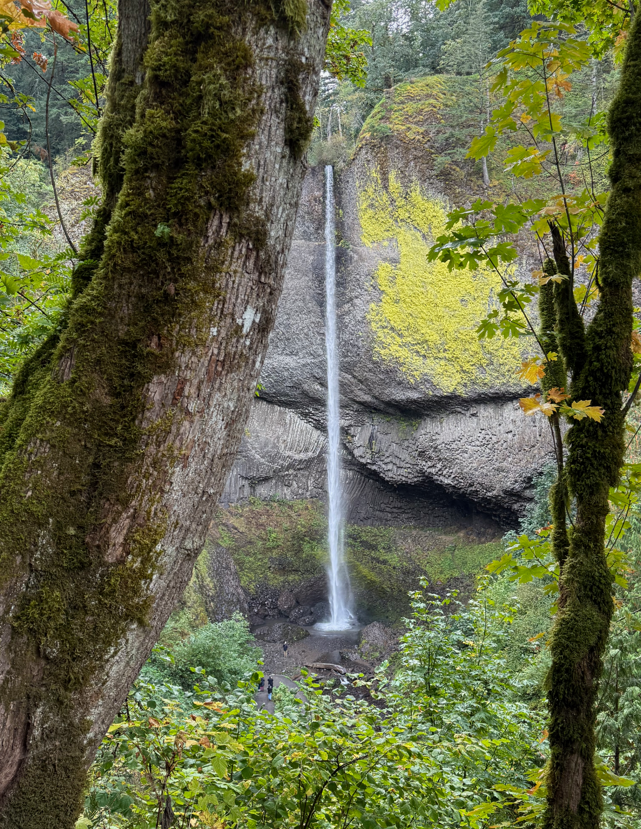 Latourell Falls at the Columbia River Gorge in Oregon with lush green trees and bushes in the foreground 