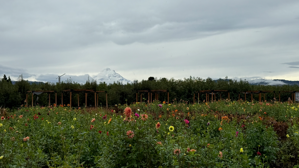 Wildjoy's Ultimate Guide to Exploring the Oregon Coast