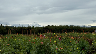 Wildjoy's Ultimate Guide to Exploring the Oregon Coast