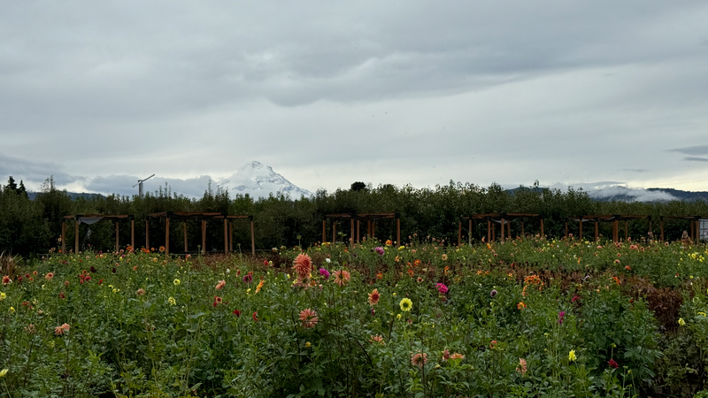 Wildjoy's Ultimate Guide to Exploring the Oregon Coast